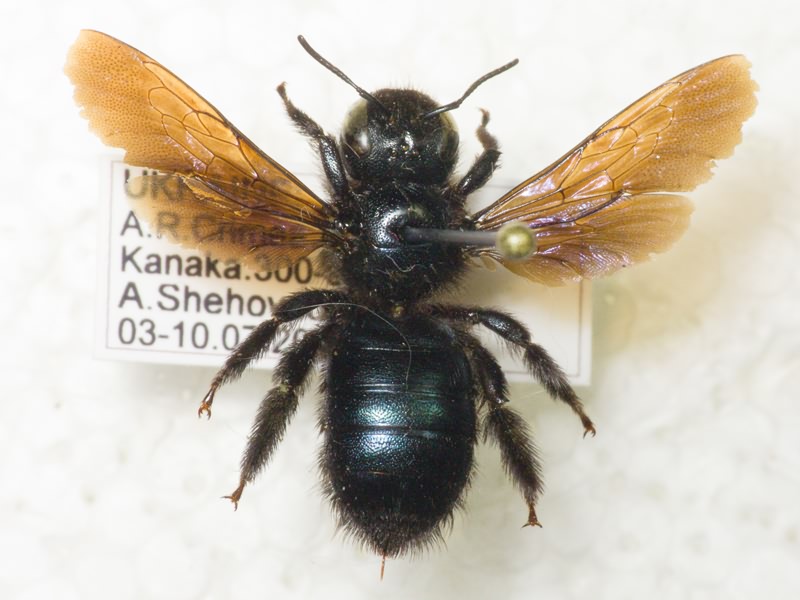 Hymenoptera